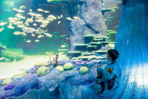 SEA LIFE Sydney Aquarium Entrance Ticket - Accommodation Rockhampton 28