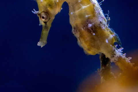 SEA LIFE Sydney Aquarium Entrance Ticket - Accommodation Rockhampton 27