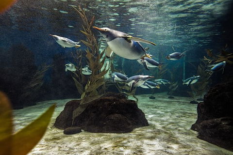 SEA LIFE Sydney Aquarium Entrance Ticket - Accommodation Rockhampton 29
