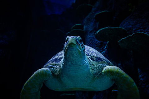 SEA LIFE Sydney Aquarium Entrance Ticket - Accommodation Rockhampton 33