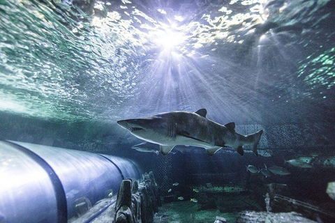 Sydney Shore Excursion: SEA LIFE Sydney Aquarium Entrance Ticket - Accommodation Rockhampton 5
