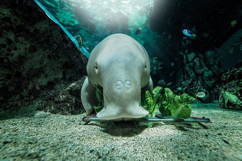 Sydney Shore Excursion: SEA LIFE Sydney Aquarium Entrance Ticket - Accommodation Rockhampton 7