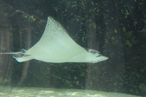 Sydney Pass: SEA LIFE Aquarium, Sydney Tower Eye, WILD LIFE Sydney, Sydney Harbour Cruise, And Madame Tussauds - Accommodation Rockhampton 19