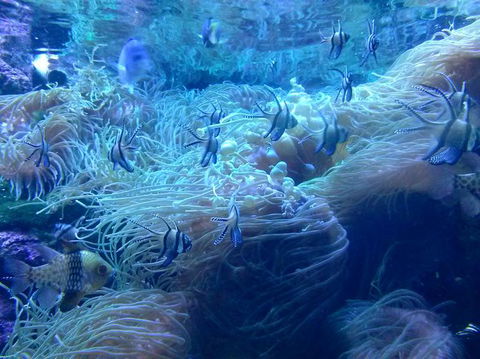 Sydney Pass: SEA LIFE Aquarium, Sydney Tower Eye, WILD LIFE Sydney, Sydney Harbour Cruise, And Madame Tussauds - Accommodation Rockhampton 14