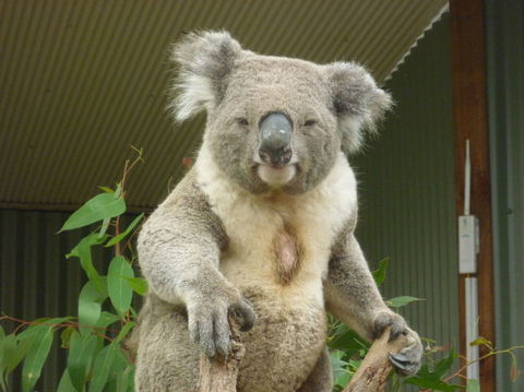 Sydney Pass: SEA LIFE Aquarium, Sydney Tower Eye, WILD LIFE Sydney, Sydney Harbour Cruise, And Madame Tussauds - Accommodation Rockhampton 24