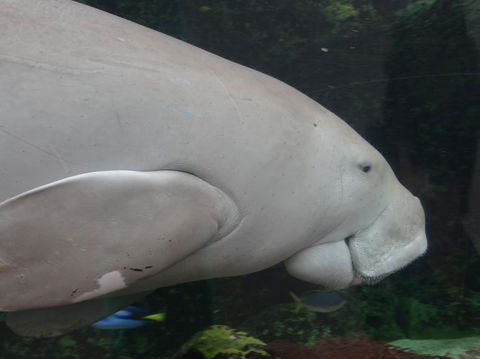 Sydney Pass: SEA LIFE Aquarium, Sydney Tower Eye, WILD LIFE Sydney, Sydney Harbour Cruise, And Madame Tussauds - Accommodation Rockhampton 10