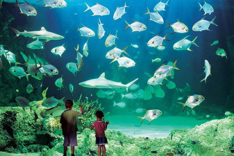 Sydney Pass: SEA LIFE Aquarium, Sydney Tower Eye, WILD LIFE Sydney, Sydney Harbour Cruise, And Madame Tussauds - Accommodation Rockhampton 0