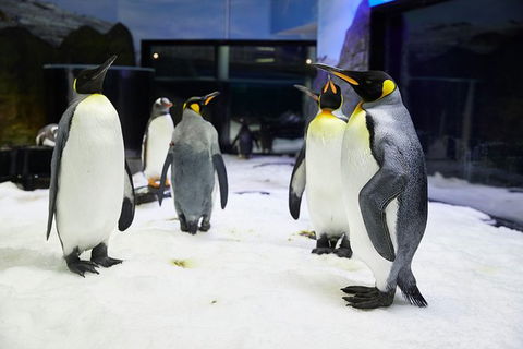 Sydney Pass: SEA LIFE Aquarium, Sydney Tower Eye, WILD LIFE Sydney, Sydney Harbour Cruise, And Madame Tussauds - Accommodation Rockhampton 1
