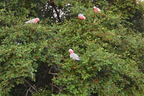 Wild Australian Wildlife 4WD Tour From Sydney - Accommodation Rockhampton 13
