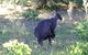 Wild Australian Wildlife 4WD Tour From Sydney - thumb 9