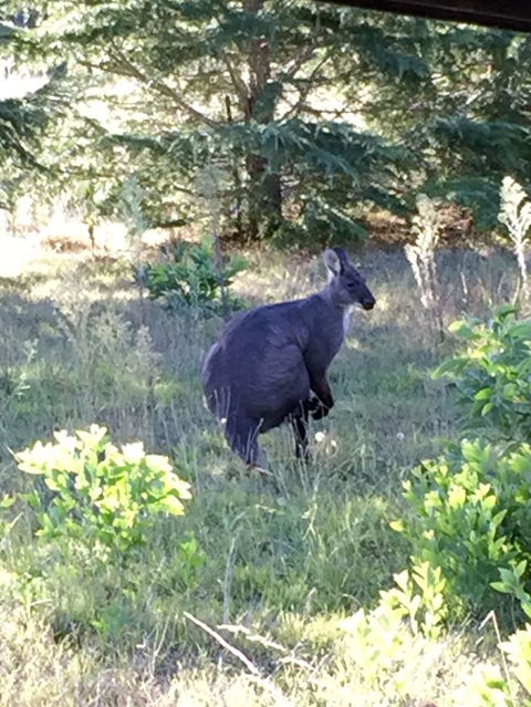 Wild Australian Wildlife 4WD Tour From Sydney - Accommodation Rockhampton 9