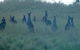 Wild Australian Wildlife 4WD Tour From Sydney - thumb 12