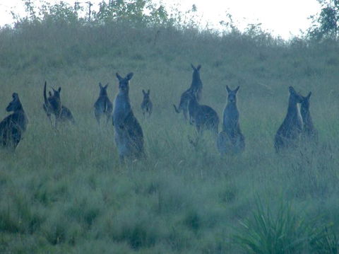 Wild Australian Wildlife 4WD Tour From Sydney - Accommodation Rockhampton 12