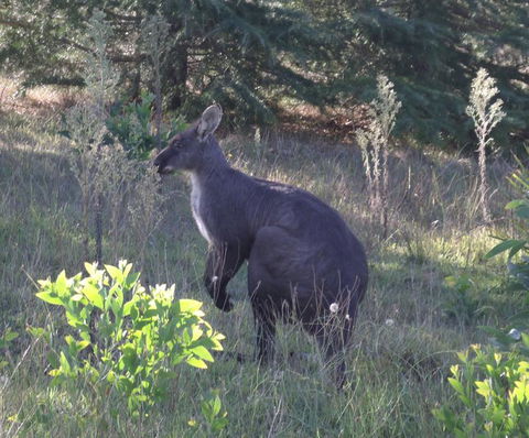 Wild Australian Wildlife 4WD Tour From Sydney - Accommodation Rockhampton 11