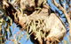 Wild Australian Wildlife 4WD Tour From Sydney - thumb 4