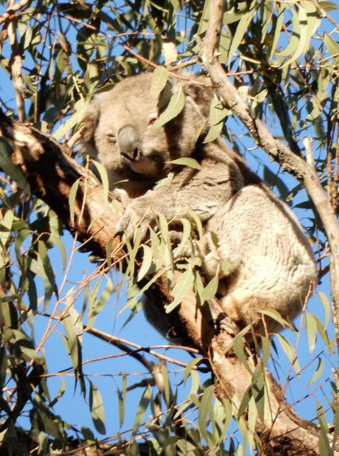 Wild Australian Wildlife 4WD Tour From Sydney - Accommodation Rockhampton 4