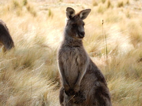 Wild Australian Wildlife 4WD Tour From Sydney - Accommodation Rockhampton 7