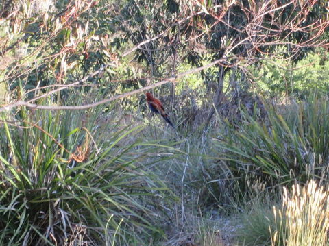 Wild Australian Wildlife 4WD Tour From Sydney - Accommodation Rockhampton 23