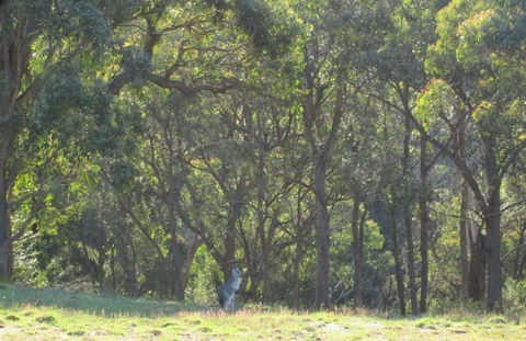 Wild Australian Wildlife 4WD Tour From Sydney - Accommodation Rockhampton 25