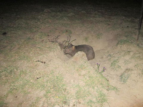 Wild Australian Wildlife 4WD Tour From Sydney - Accommodation Rockhampton 14