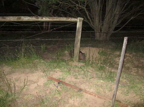 Wild Australian Wildlife 4WD Tour From Sydney - Accommodation Rockhampton 15