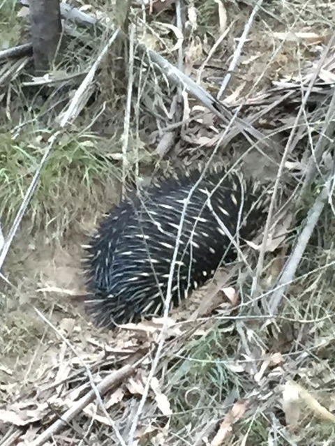 Wild Australian Wildlife 4WD Tour From Sydney - Accommodation Rockhampton 10