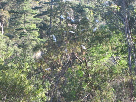 Wild Australian Wildlife 4WD Tour From Sydney - Accommodation Rockhampton 24