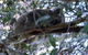 Wild Australian Wildlife 4WD Tour From Sydney - thumb 8