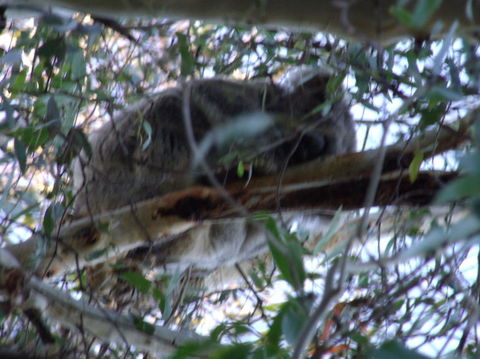 Wild Australian Wildlife 4WD Tour From Sydney - Accommodation Rockhampton 8