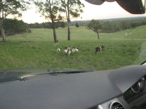 Wild Australian Wildlife 4WD Tour From Sydney - Accommodation Rockhampton 16