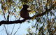 Wild Australian Wildlife 4WD Tour From Sydney - thumb 6