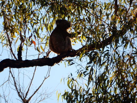 Wild Australian Wildlife 4WD Tour From Sydney - Accommodation Rockhampton 6