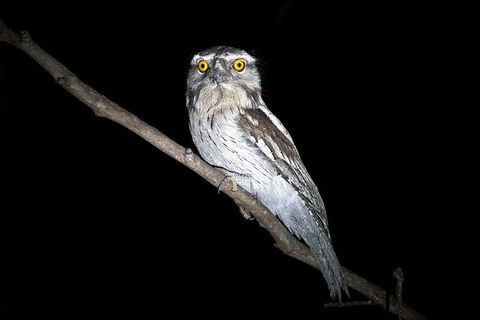 Wild Australian Wildlife 4WD Tour From Sydney - Accommodation Rockhampton 34
