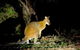 Wild Australian Wildlife 4WD Tour From Sydney - thumb 35
