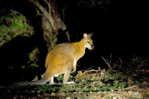 Wild Australian Wildlife 4WD Tour From Sydney - Accommodation Rockhampton 35