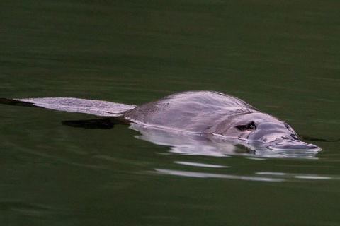 Wild Australian Wildlife 4WD Tour From Sydney - Accommodation Rockhampton 30
