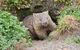 Wild Australian Wildlife 4WD Tour From Sydney - thumb 27