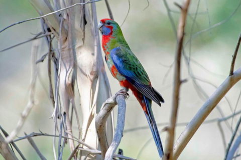 Wild Australian Wildlife 4WD Tour From Sydney - Accommodation Rockhampton 32