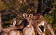Wild Australian Wildlife 4WD Tour From Sydney - thumb 33