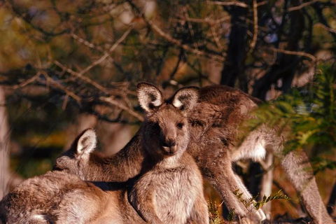 Wild Australian Wildlife 4WD Tour From Sydney - Accommodation Rockhampton 33