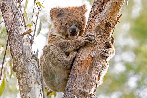 Wild Australian Wildlife 4WD Tour From Sydney - Accommodation Rockhampton 28