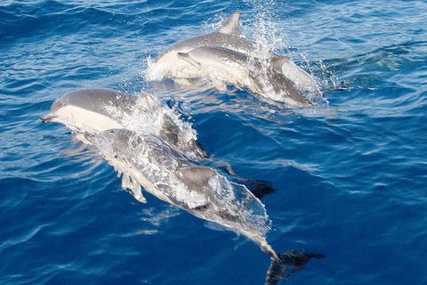 Port Stephens Day Tour From Sydney Including 4WD, Sandboarding And Dolphins - Accommodation Rockhampton 0