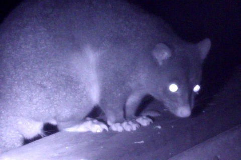 Byron Bay Night Vision Walk - Accommodation Rockhampton 1