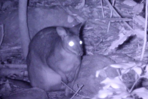 Byron Bay Night Vision Walk - Accommodation Rockhampton 5