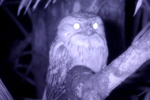Byron Bay Night Vision Walk - Accommodation Rockhampton 6