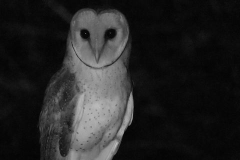 Byron Bay Night Vision Walk - Accommodation Rockhampton 7