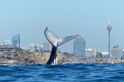 Small-Group Luxury Sydney Whale Watching Cruise - Accommodation Rockhampton 0