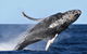 Small-Group Luxury Sydney Whale Watching Cruise - thumb 6