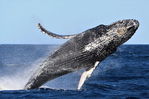 Small-Group Luxury Sydney Whale Watching Cruise - Accommodation Rockhampton 6