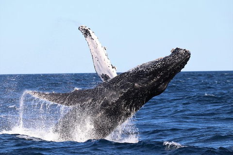 Small-Group Luxury Sydney Whale Watching Cruise - Accommodation Rockhampton 7